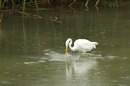 Fotos_Störche, Reiher, Ibisse (Zootiere)