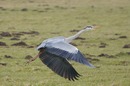 Fotos_Störche, Reiher, Ibisse (Zootiere)