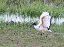 Ibis von Lippborg