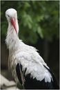 vom storch...