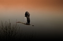 Rückflug