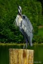 Reiher am Teich 1