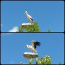 Edertaler - Störche