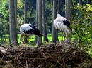 Storch-Pärchen!