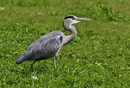 Grau Reiher