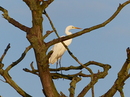 Fischreiher 4