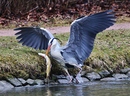 Guter Fang