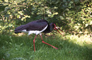 Schwarzstorch2