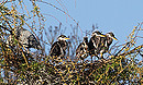 Das Nest