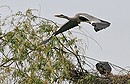 Nestbau