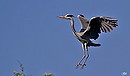 Anflug