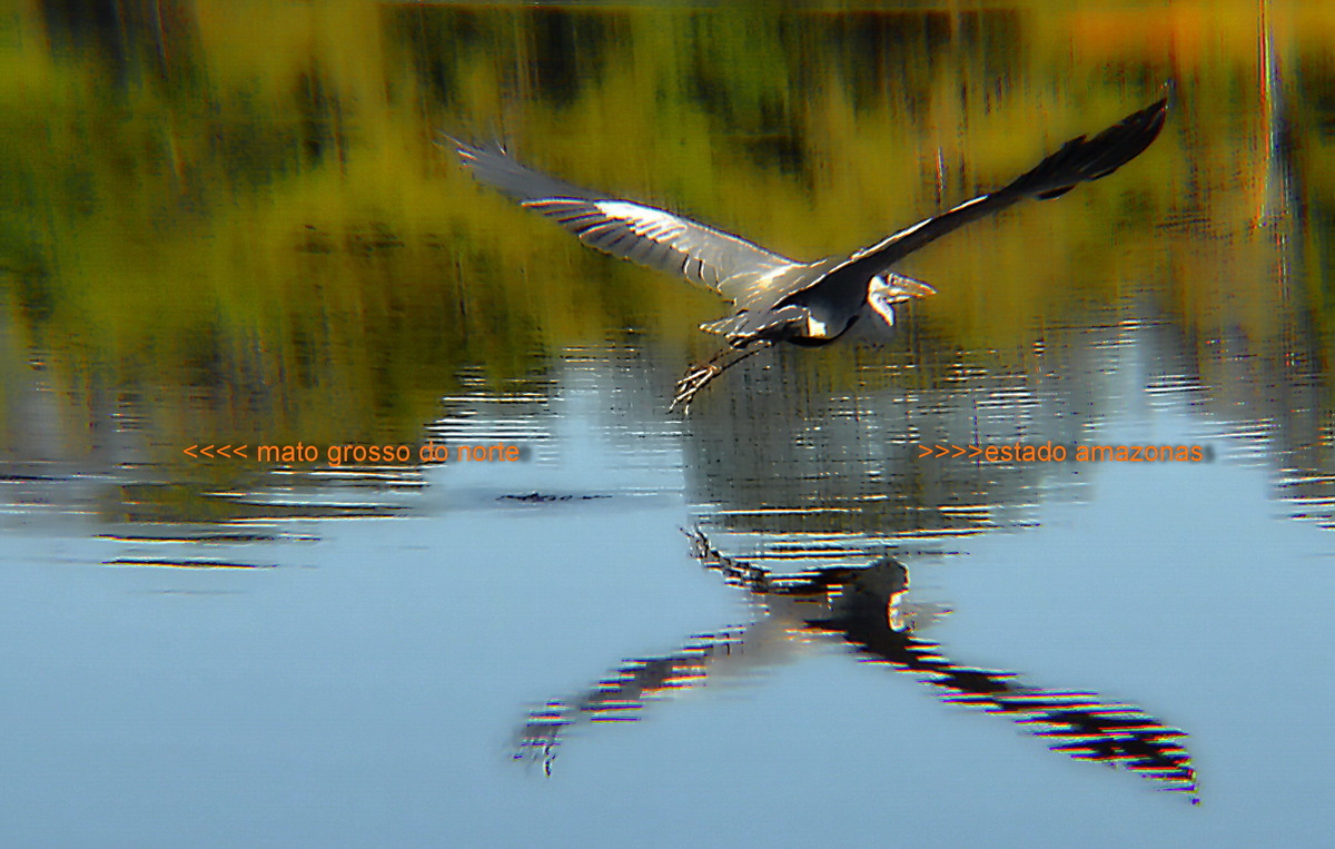 wildlife mit gps