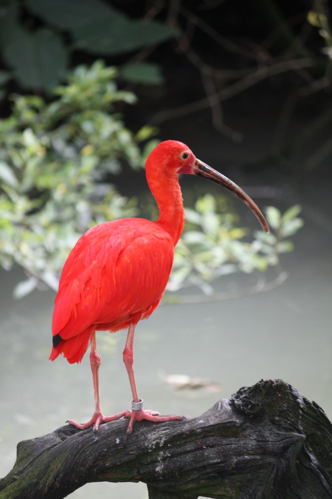 Scharlach Ibis