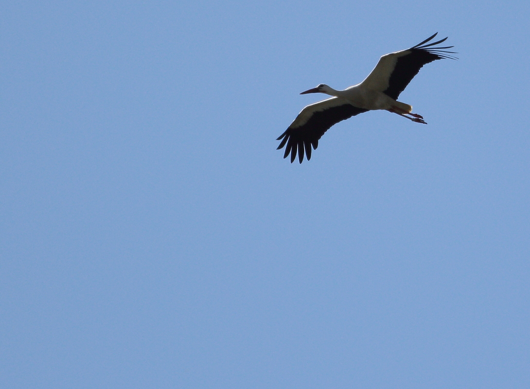Achtung der Storch ist unterwegs  