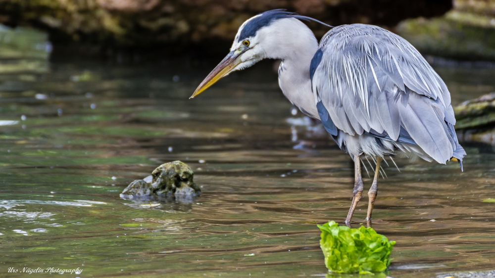 Wo ist jetzt mein Fisch?