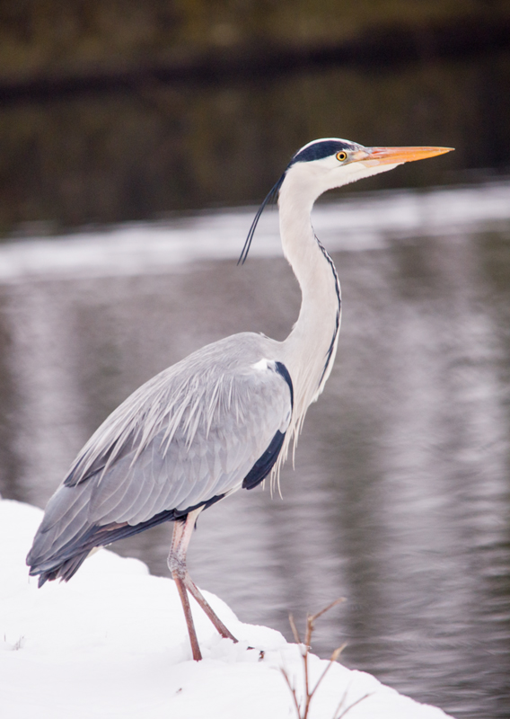Reiher im Schnee