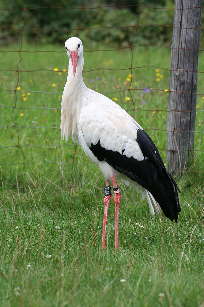 Storch