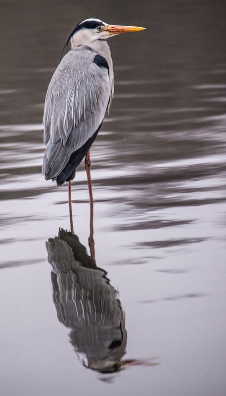 Heute morgen in der kalten, feuchten, nebligen Witterung am See 3