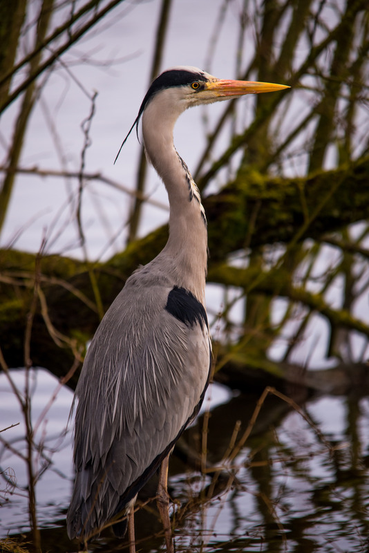 Mein Lieblingsreiher, an seinem Stammplatz. kurz vor Sonnenaufgang