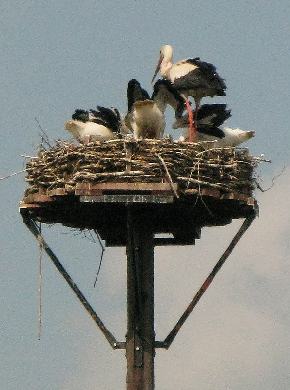 Storchennest in Vechelde-Vechelade
