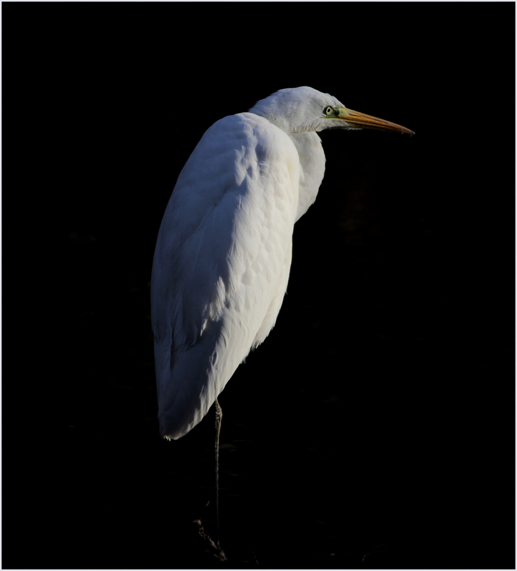 Immer mehr Silberreier besuchen Deutschland