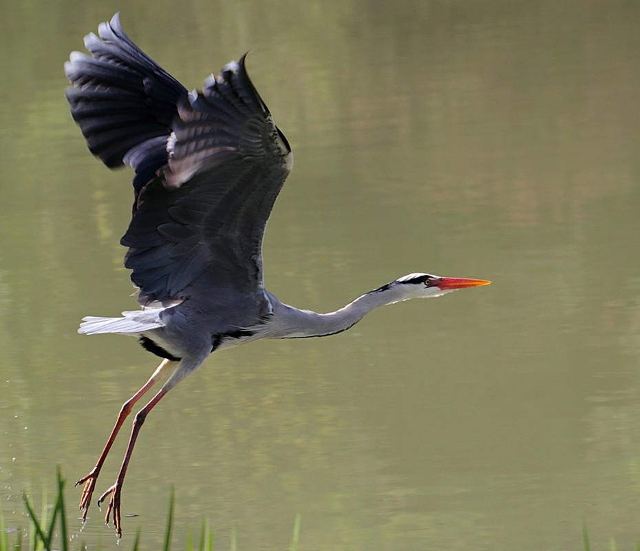 Reiher