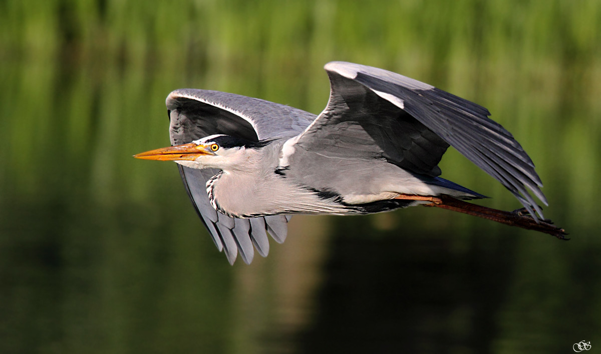 Flugstudie 