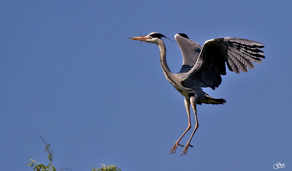 Anflug