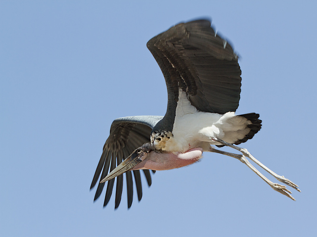 Marabu