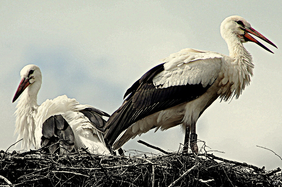 Storchenpaar