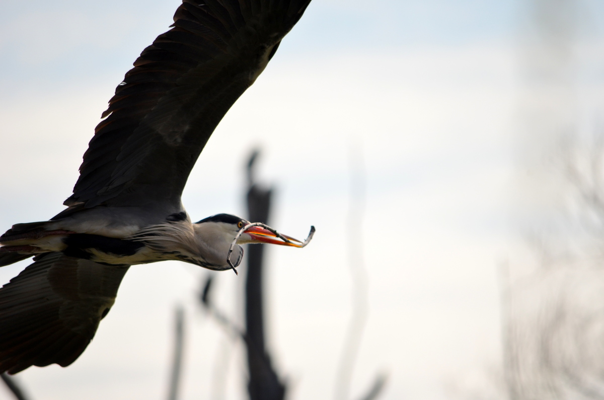 Mein Freund, der Silberreiher