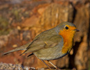 Rotkehlchen