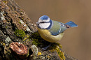 Blaumeise