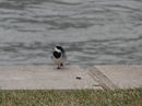 Vogel auf  einem Bein 