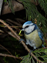 Fotos_Singvögel