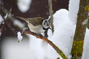 Fotos_Singvögel