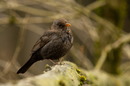 Amsel