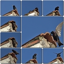 Er schaut nach Nistmatrial!