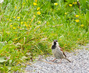 Fotos_Singvögel