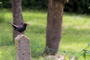 Amsel