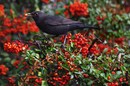 Amsel