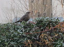 Fotos_Singvögel