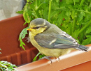 Besuch