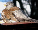 Besuch einer Wacholderdrossel im Winter (17. Februar 2010) --- 2. Foto ---