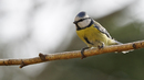 Blaumeise