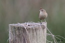 Fotos_Singvögel