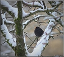 Amsel