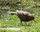 Amsel!