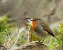 Rotkehlchen