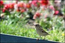 Fotos_Singvögel